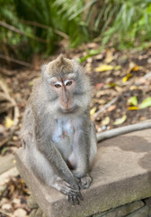 Fototapeta premium Monkey