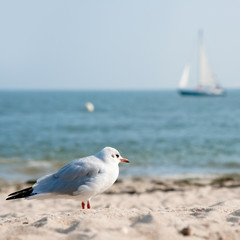 möwe am meer