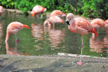 Naklejka premium Flamingos at Lincoln Park Zoo