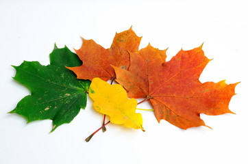 Liście jesienne © narvf