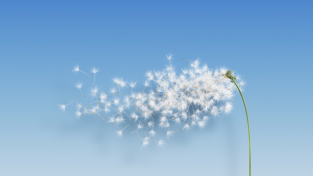 Dandelion Blue Shadow (with Matte)