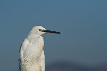 aigrette garzette