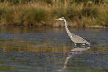 heron cendré