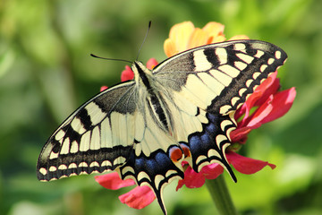 butterfly on flower