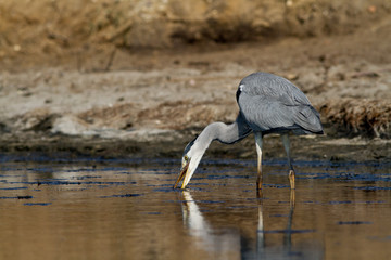 heron cendré