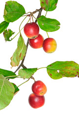 Zweig eines Zierapfelbaums