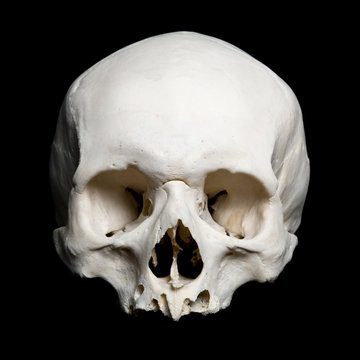 Upper half of the real human Skull