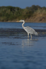 heron cendré