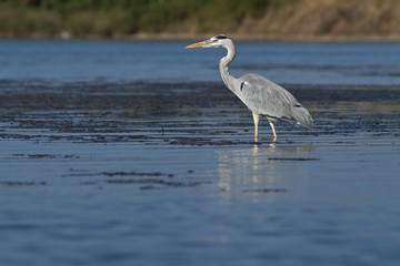heron cendré