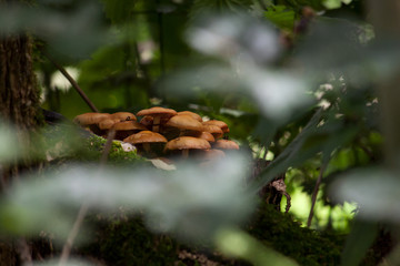 versteckte Pilze