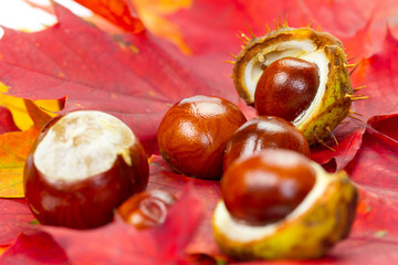 Autumn leaves and chestnuts composotion