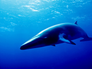 Fototapeta premium Minke Whale