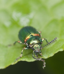 Green dock beetle, Gastrophysa viridula