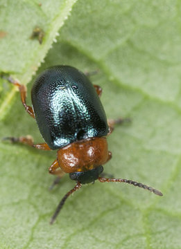 Gastrophysa polygoni