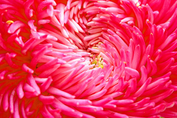Close up of pink aster flower
