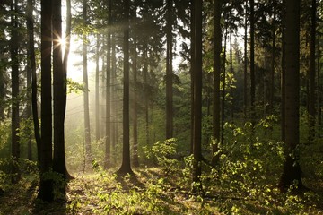 Fototapeta premium Coniferous forest backlit by the rising sun on a foggy weather