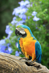 Parrot has a background as colorful flowers