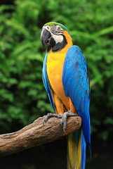 Obraz premium Parrot sitting on a tree background
