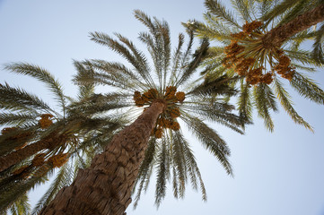 palmiers dattiers