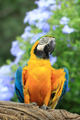 Parrot, background as flowers