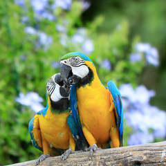 Parrots couples.