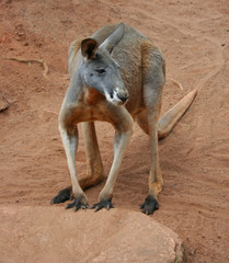 Australian Red Kangaroo