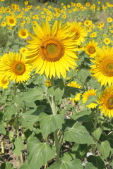 Fototapeta premium Tournesol