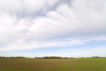 Fototapeta premium Field and sky.