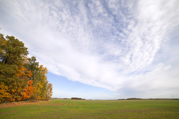 Autumn in wheat field.