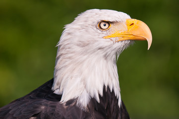 Profil eines Weißkopfseeadlers