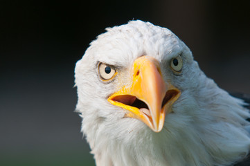 Weißkopfseeadler