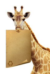 Recycle old paper on the brink of a giraffe