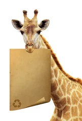 Crédence de cuisine en verre imprimé Girafe Recycler le vieux papier au bord d& 39 une girafe