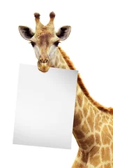 Papier Peint photo autocollant Girafe Livre blanc sur le bord d& 39 une girafe