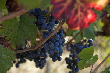 Vendemmia