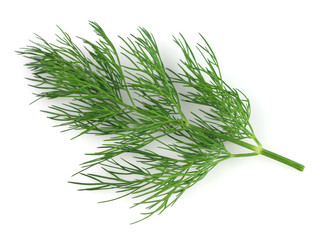 Branch of dill in closeup