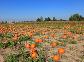 Kürbisfeld im Knoblauchsland