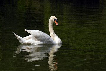 White Swan