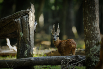 foret
