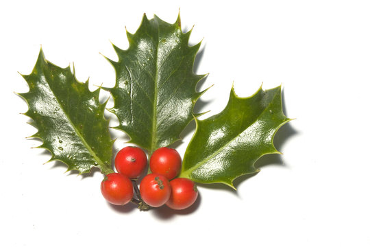 christmas holly, leaf and bay, isolated on white