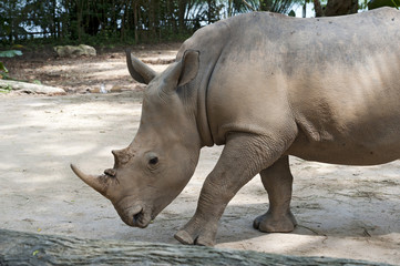 Obraz premium Singapore Zoo