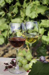 Wine and grapes