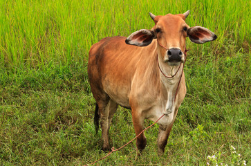 Asian bloodline cow in tropical field