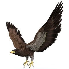 eagle illustration