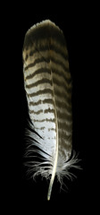 raptor´s feather