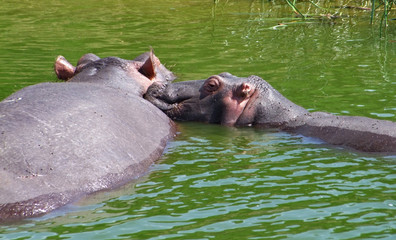 two hippos in Uganda