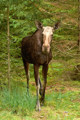 Naklejka na ściany i meble Eurasian elk (Alces alces)