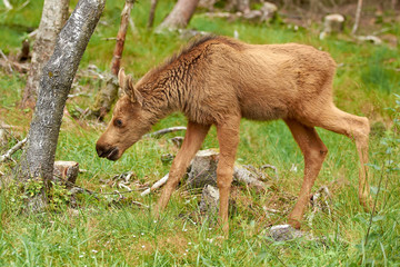 Eurasian elk (Alces alces)
