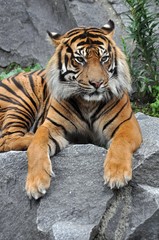 Sumatratiger