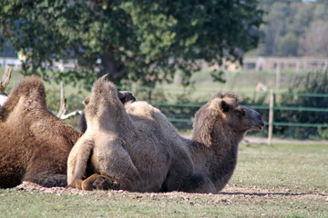 camels layed down